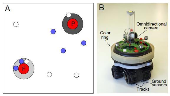 Evolution in collective robots Mitria et al 2009 Fitness: positive for staying at food, negative for being near poison, can only recognise in near vicinity.