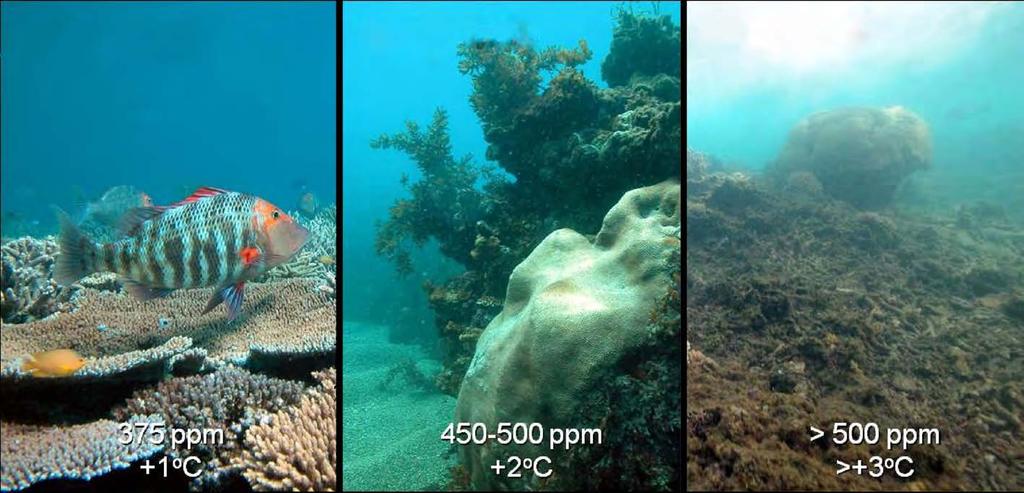The ocean has become nearly 30 percent more acidic than it was at the beginning of the