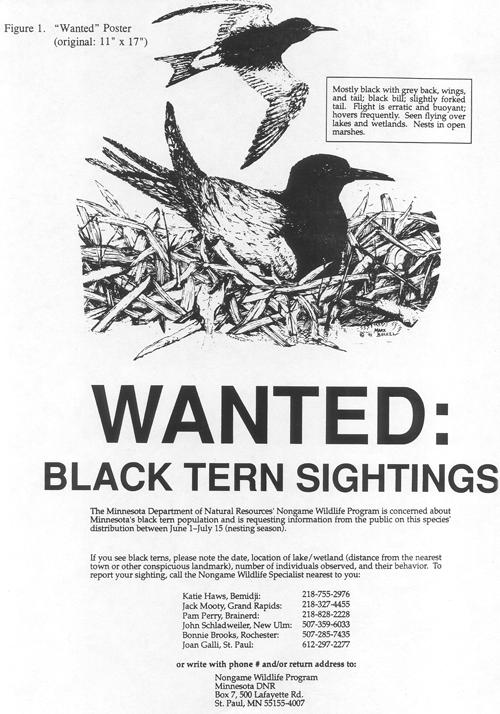 Black Tern Sightings in