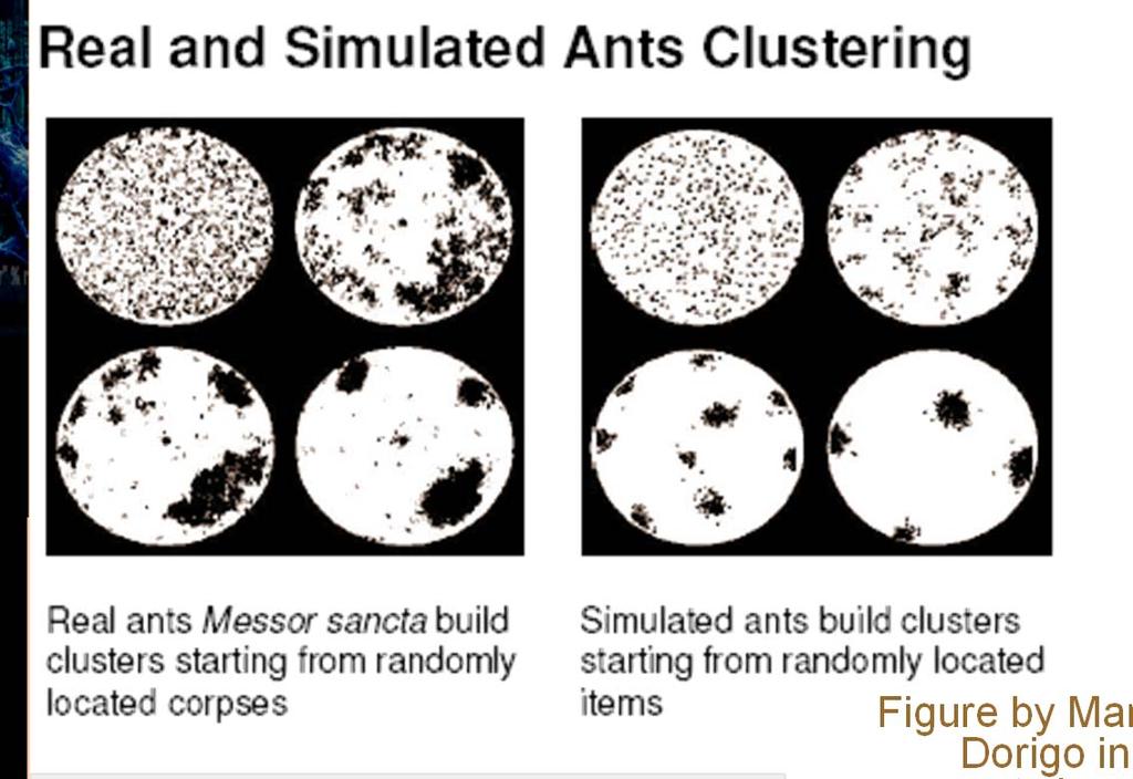 Probabilistic cleaning Very simple rules for colony clean up Pick dead ant.
