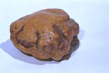 11 of 12 11/1/2015 3:21 PM Fig. 20) One of the most highly prized burlwoods in all of the Himalayan region is this example of unfinished Rhododendron burl.
