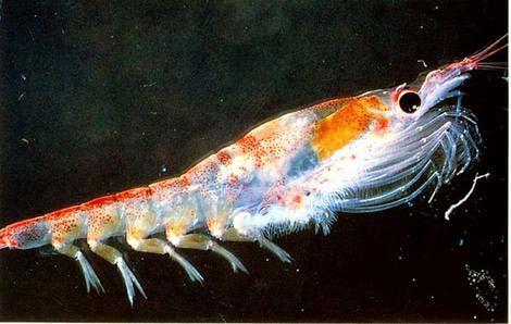400 patents (krill) Over 400
