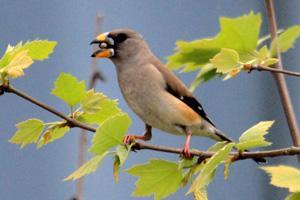 In the afternoon, visit the city parks and gardens to look for a few common species like Chinese Grosbeak, Collared Finchbill, Vinous-throated, Ashy-throated Parrotbills and Chinese Blackbird,