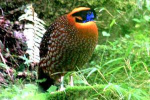 Temminck s Tragopan, Lady Amherst s Pheasant, Grey-hooded, Golden, Fulvous, Great, Brown and Three-toed Parrotbills, Hodgson s and Sichuan Treecreepers, Darjeeling, White-backed Woodpecker,