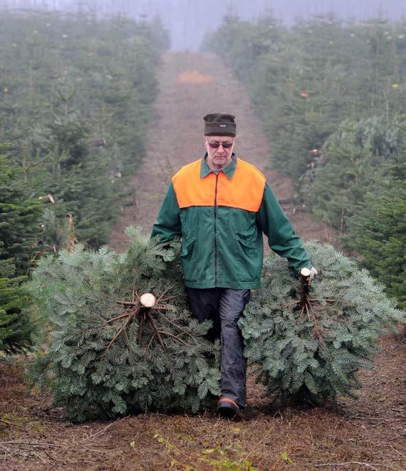 In 2012, U.S. farmers planted 46 million Christmas trees.