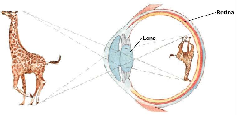 The Lens and