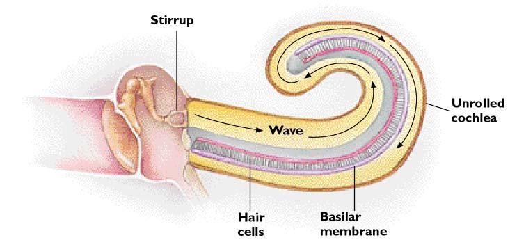 The Cochlea Movement of the fluid within the deforms the of the,