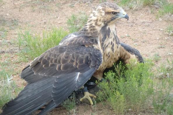 In addition to the molt, we refrain from hunting year round - although it is legal to hunt rabbits year-round with falconry birds in AZ because the prey animals also need time