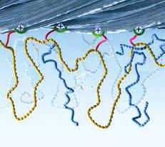 silicone chains (yellow) are supplemented by polyglycol side chains (blue), which