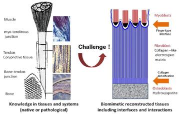 INTERFACE: On-going research actions Reconstruct the bone-tendon-muscle continuum using smart tissue engineering approaches based on: Deep knowledge of the native tissues architecture and composition