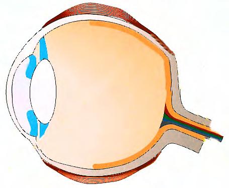 3 stages Retina : RGB
