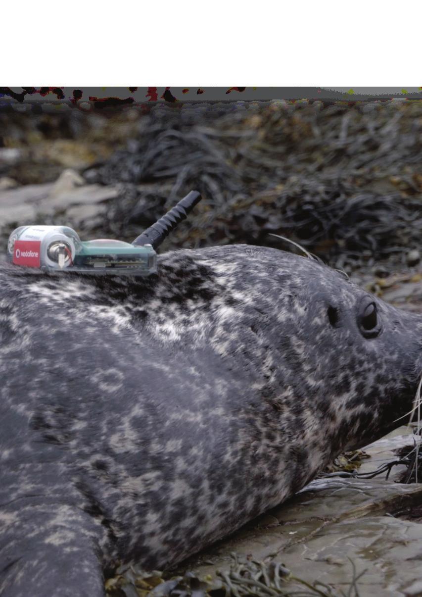 The SMRU is attaching their own design of smart tags with adhesive to the back of a seal.