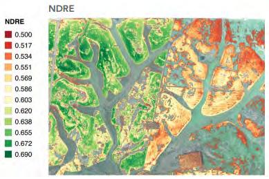 NDVI (Normalized Difference Vegetation Index) reveals variability in plant vigor and biomass, often times not
