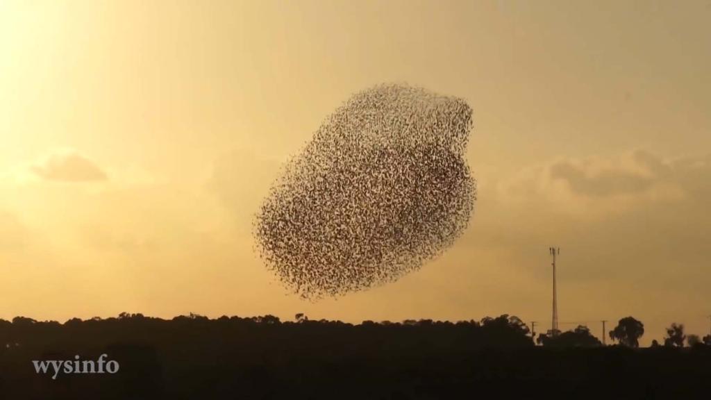 THE HUMANIFICATION OF THE WORKFORCE Research show that swarms outperform