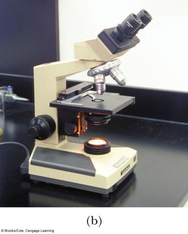 Compound Microscope A compound microscope consists of two lenses Gives greater magnification than a single lens