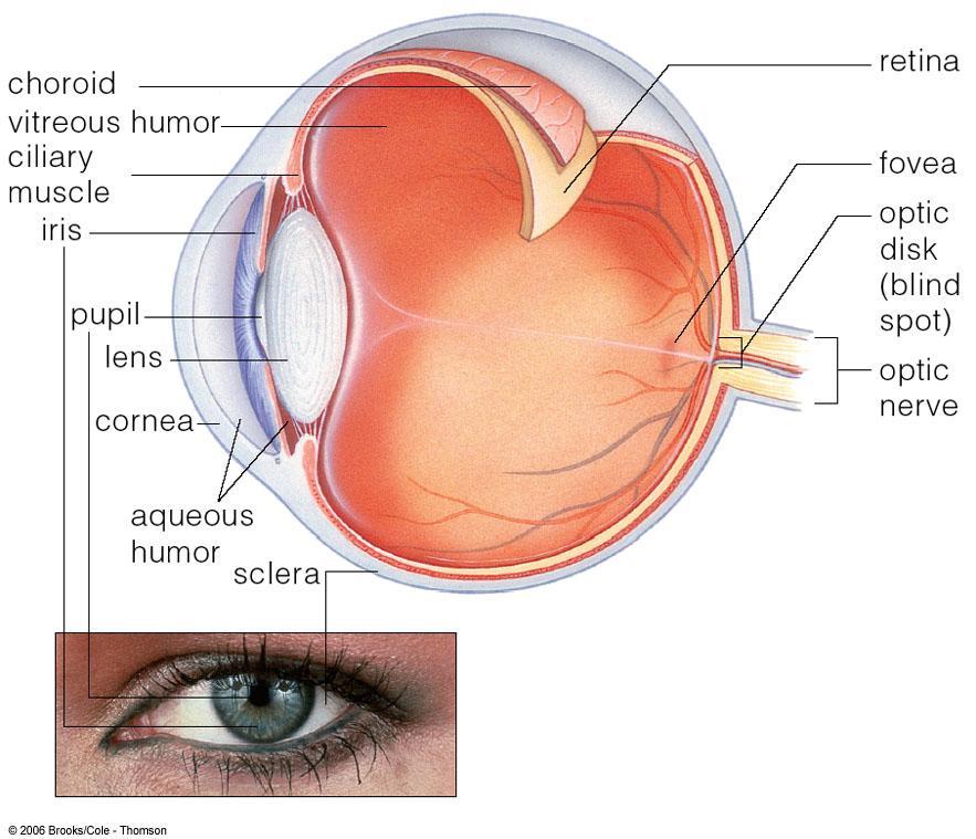 The Eye The normal eye focuses light and produces a sharp image Essential parts of the eye