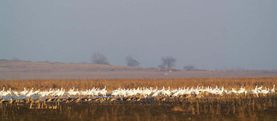 Siberian Crane, migratory waterbirds and other