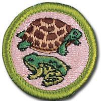 Reptile and Amphibian Study Merit Badge Name Unit Campsite The following requirements must be finished before camp in order to complete the merit badge. Requirement 8.