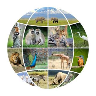 WILDLIFE PROTECTION BACKGROUND The rapid loss of wildlife species today is estimated to be up to 10,000 times higher than the natural extinction rate (Living Planet Report 2016, WWF), due to the