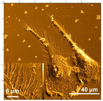 During the last years, Scanning Probe Microscopy has developed as a valuable tool to image different surface interactions even in the
