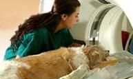 practice veterinarians and pet owners through referrals to MSU