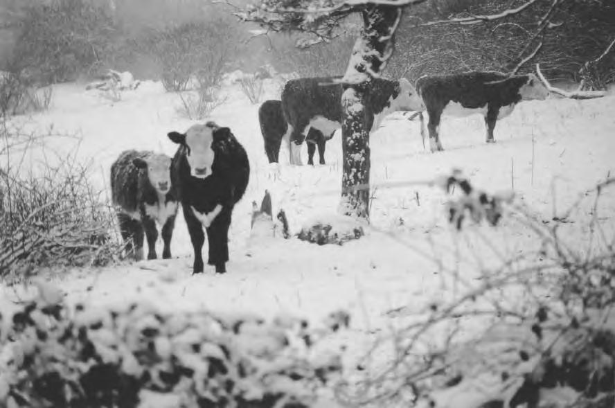S n o w - B o u n d The narrator of the poem describes cows in the snow. (Image copyright Mark Grenier, 2010. Used under license from Shutterstock.