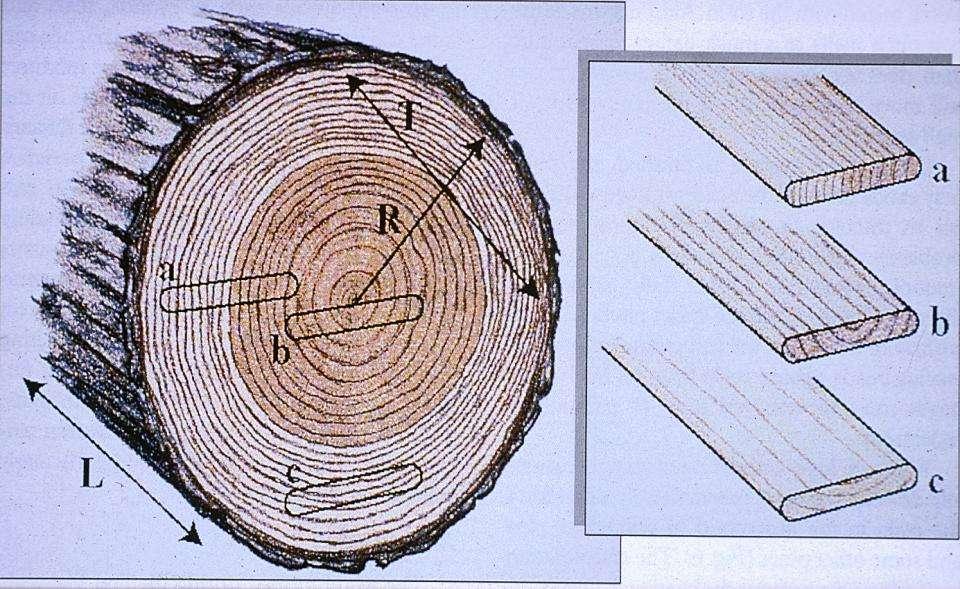 vertical grain vertical grain with pith flat grain Pith (juvenile wood) has cellulose microfibrils
