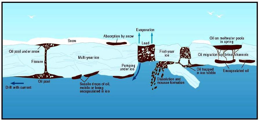 Oil Spill in the Arctic Potter et al.