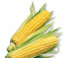 Fall is an important season for the corn farmers. By then the corn should be 7 or 8 feet high. It is harvest time. Farmers pick the fully grown corn using a machine called a combine.