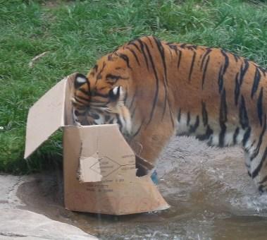 This is a great idea for zoo lovers that choose to collect donations instead of gifts for birthdays.