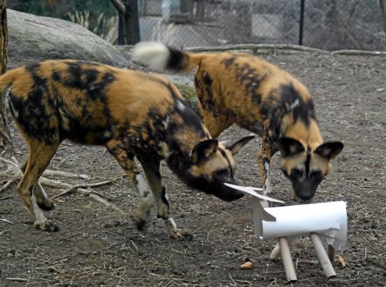 Enrichment is a term used to describe anything different given to the animal that will challenge them.