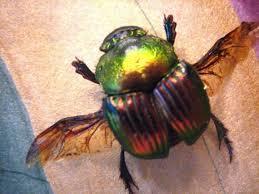 Research scarab beetles.