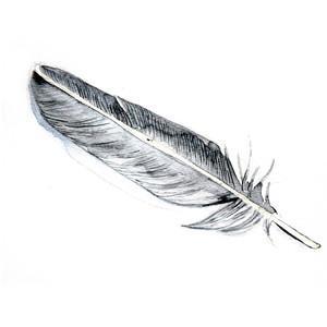 Collect some images of feathers