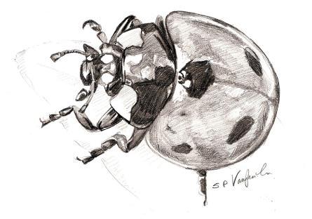 Hk 7- Ladybird study in pencil Produce a realistic study of a ladybird in a