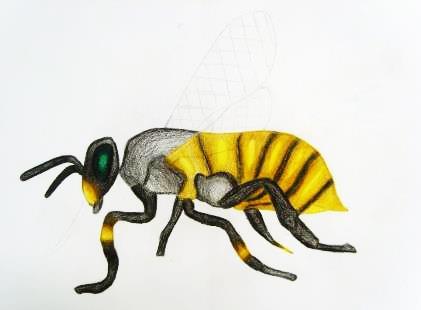 Hk 7-Wasp/Bee study in pencil Produce a detailed and realistic study of a