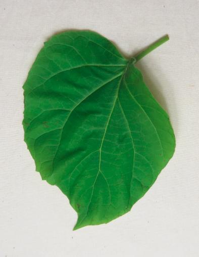 Prepare Leaf for Pounding Select leaf for pounding Select leaves for your project. Choose only the leaves you intend to pound that day.