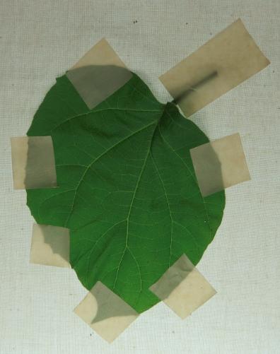 If leaves must be stored, place them in a damp cloth or paper towel inside a resealable plastic bag and keep them in the refrigerator The leaf can be turned face up or
