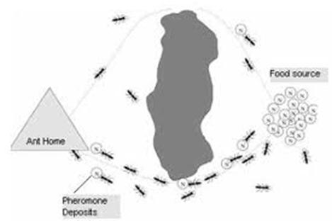Ant Colony Optimization Mimics the pheromone trail used by ants; used to determine the most