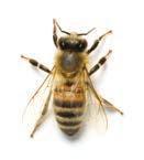 the bee family king bee worker bee bumblebee beecaster beehive beestro Conferences and Video Chat Sonic Mode: Vocal For online conversation applications such as Skype, use the Bumblebee much as you