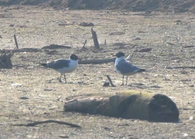 Never confirmed breeding in WI Laughing Gull A pair was present in Manitowoc during late May and