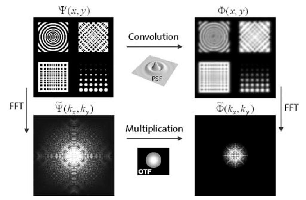 Image formation in a light microscope
