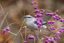 The catbird migrates south for the winter, while the mockingbird stays around all year.