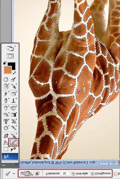 Step 14 Duplicate the retouched Giraffe layer and fill selected stripes with brown color in the duplicated layer, name it "Clean skin layer".