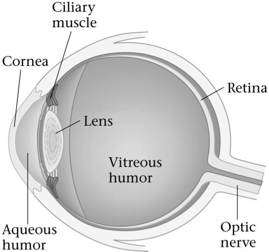 27-1 The Human Eye & the Camera Light passes through the cornea is focused by the lens onto the retina The ciliary muscles change the shape of the lens so it can focus at different distances The