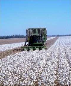 Cotton The world uses more cotton than any other fiber!