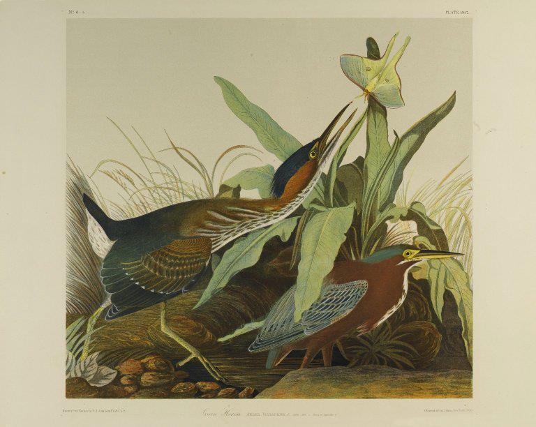 JAMES AUDUBON - April 26, 1785 January 27, 1851 Born in what is now Haiti, and raised in France. The family moved to Philadelphia when he was 18 years of age.