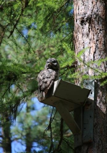 This area supports a small population of rare Great Gray owls that nest on artificial platforms constructed by the Pacific Northwest Research Station as part of a research project conducted in the 90