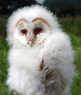 #9. Barn Owl Banding on Ladd Marsh Sunday May 21 st, 2017, 9:00 AM NOON; $10 per participant Kyle Martin, Ladd Marsh Wildlife Area Manager will lead participants to visit one or more barn owl nests