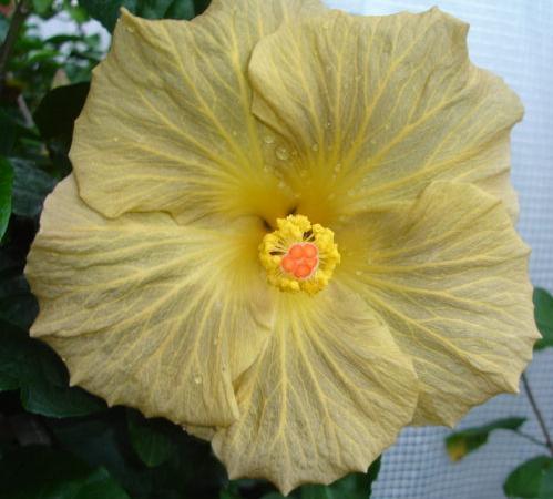 support your hibiscus