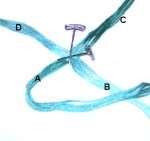1.5-inch 2-inch 12 cords 16 cords Lanyard Knot Instructions Step 1: Divide the cords into two groups.